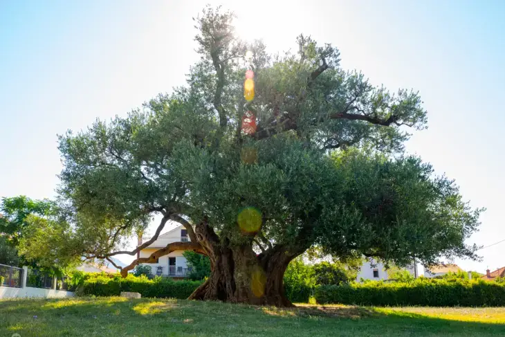old olive tree kastel stafilic